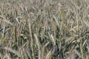 un champ agricole où pousse le blé céréalier mûrissant photo