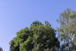 arbres dans une forêt mixte en été photo