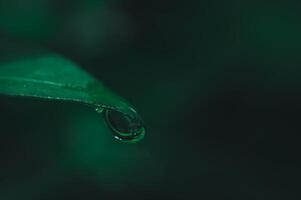 goutte d'eau sur une feuille photo