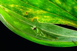 mante religieuse sur les feuilles photo