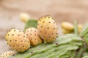 figue de barbarie, sucré, épines, nourriture, cactus, brochettes photo