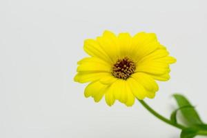 calendula, fleur, jaune, couleurs, nature, printemps photo