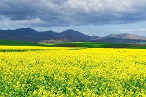 champs de canola de Caledon photo