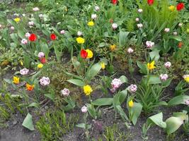 tulipes colorées. merveilleuses fleurs de printemps photo