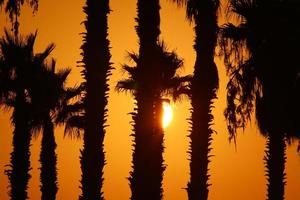 palmiers dans le parc de la ville au lever du soleil photo