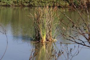 Végétation sur les rives d'une rivière dans le nord d'Israël photo