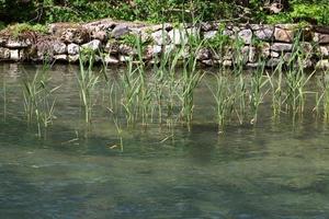 Végétation sur les rives d'une rivière dans le nord d'Israël photo