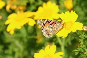 un papillon multicolore est assis sur une fleur dans un parc de la ville. photo