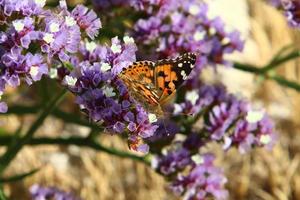 un papillon multicolore est assis sur une fleur dans un parc de la ville. photo