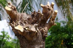 une vieille souche est une petite partie d'un tronc d'arbre abattu. photo