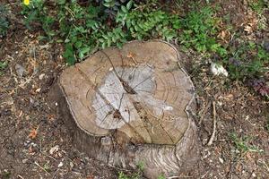 une vieille souche est une petite partie d'un tronc d'arbre abattu. photo