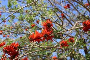 erythrina cockscomb fleurit dans un parc de la ville du nord d'israël. photo