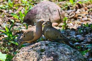 tourterelles tristes montrant de l'affection photo