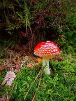 Champignon vénéneux sur le sol moussu de la forêt photo