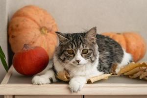 chat gris moelleux est assis sur la table parmi les citrouilles et les feuilles d'automne photo