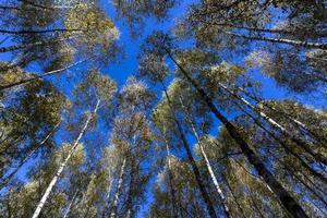 temps d'automne ensoleillé dans la forêt de bouleaux photo