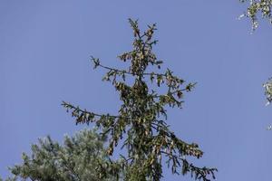 arbres dans une forêt mixte en été photo