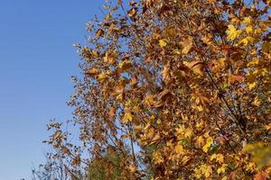 feuillage d'érable jaunissant à l'automne photo