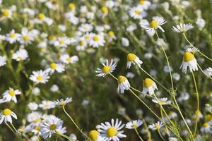 un grand nombre de marguerites blanches photo