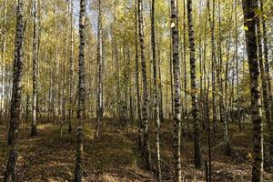 forêt d'automne avec un grand nombre de bouleaux photo