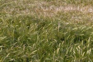 un champ agricole où pousse le blé céréalier mûrissant photo