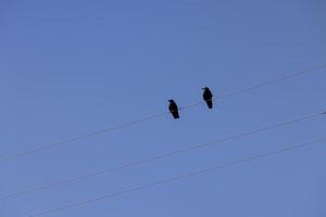 fils à haute tension avec des oiseaux photo