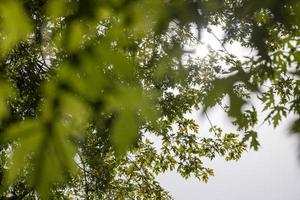 feuilles d'érable vertes à la fin de l'été photo