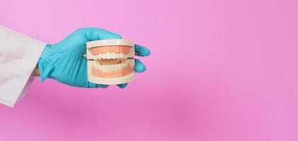 le dentiste tient un modèle orthodontique de dents sur fond rose. main porte un gant en latex bleu. photo