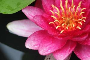 fleur de lotus rose dans l'eau photo