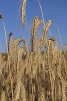 un champ agricole où pousse le blé céréalier mûrissant photo