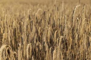 un champ agricole où pousse le blé céréalier mûrissant photo