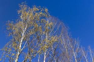 Temps d'automne ensoleillé dans une forêt de bouleaux avec un ciel bleu photo