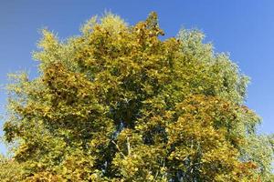 érable pendant la saison d'automne photo