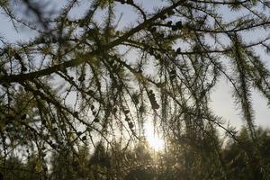 branches d'épinette avec aiguilles vertes par temps ensoleillé photo