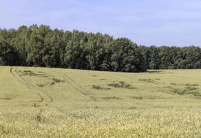 un champ agricole où pousse le blé céréalier mûrissant photo