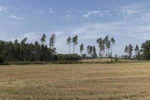 déforestation pour la récolte du bois , forêt photo