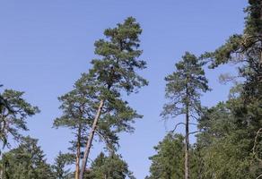 arbres dans une forêt mixte en été photo