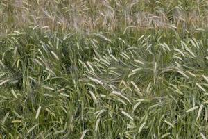 un champ agricole où pousse le blé céréalier mûrissant photo