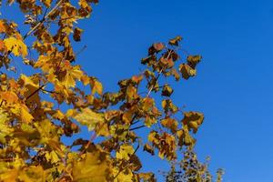 feuillage d'érable qui a changé de couleur en automne photo