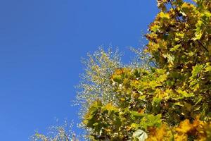 feuillage d'érable jaunissant à l'automne photo