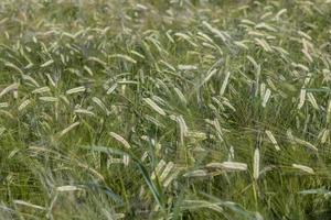 un champ agricole où pousse le blé céréalier mûrissant photo