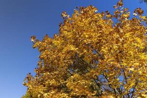 érable pendant la saison d'automne photo