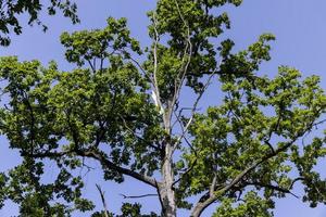 arbres dans une forêt mixte en été photo