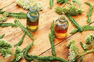 millefeuille en phytothérapie,achillea millefolium photo