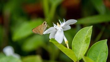 papillon perché sur une fleur photo