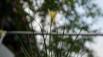 lys de pluie qui fleurit dans le jardin photo