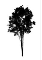 silhouette d'arbre pour pinceau sur fond blanc photo