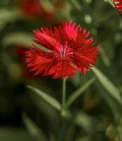 fleur de sweet william rouge cramoisi . image verticale. fermer photo