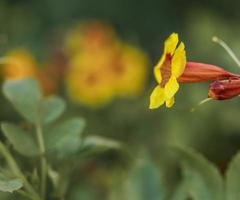 fleur de trompette jaune et rouge photo