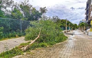 ouragan 2021 playa del carmen mexique destruction dévastation arbres cassés. photo